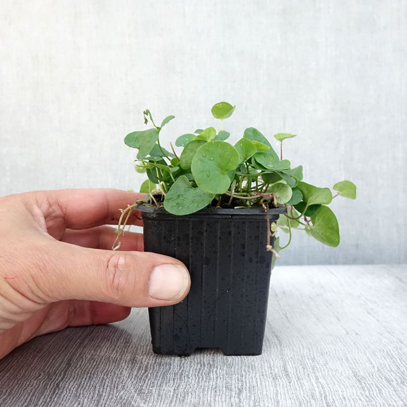 Example of Dichondra repens Kleine Töpfe von 8/9 cm as you get in automne