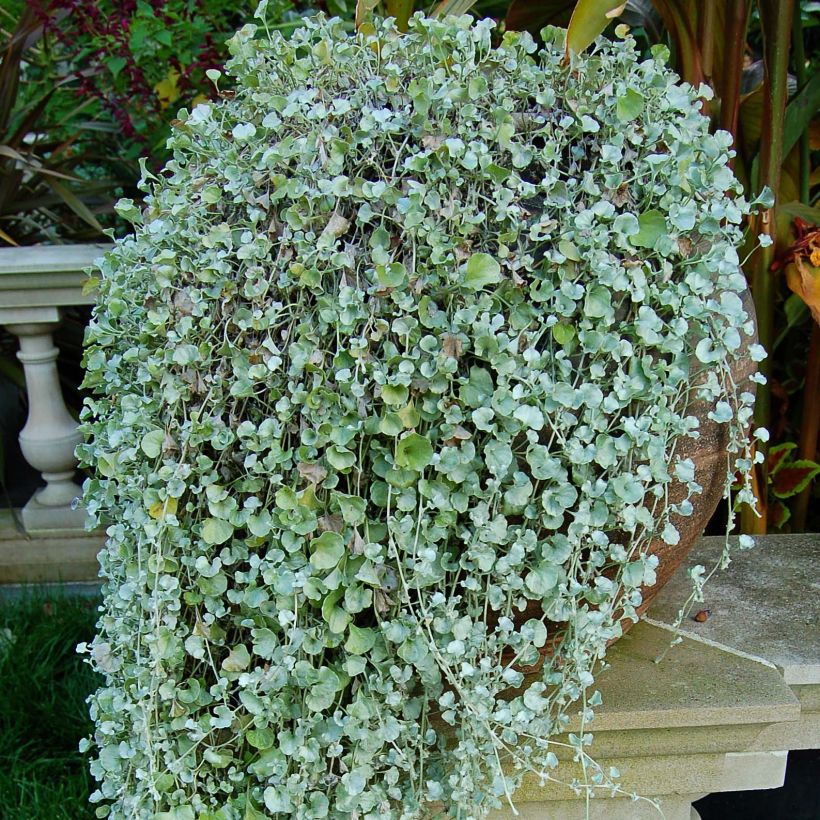 Dichondra argentea Silver Falls - Silberregen (Foliage)