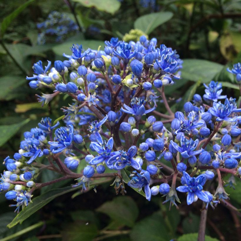 Dichroa Marie (Flowering)