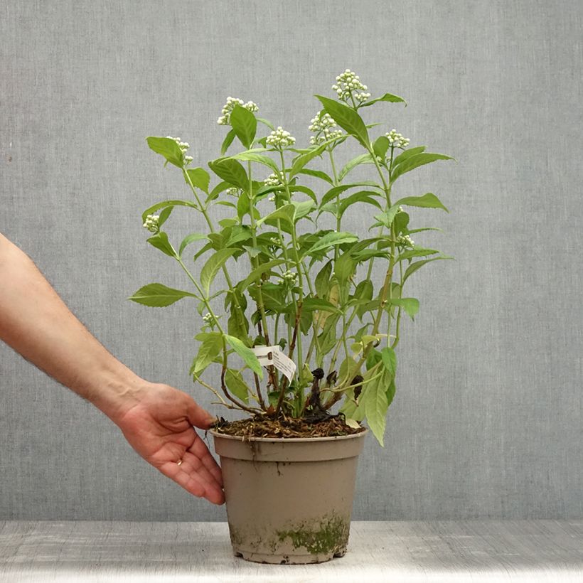 Exemplar von Dichroa versicolor Round Blue Topf mit 3L/4L wie im Frühjahr geliefert