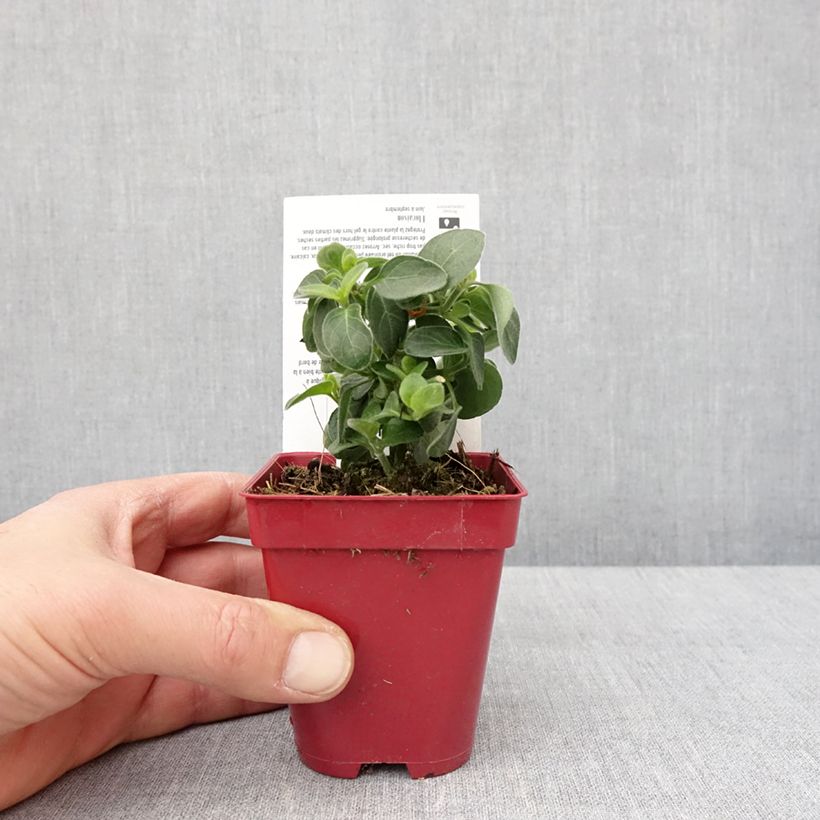 Example of Dicliptera squarrosa Kleine Töpfe von 8/9 cm as you get in hiver