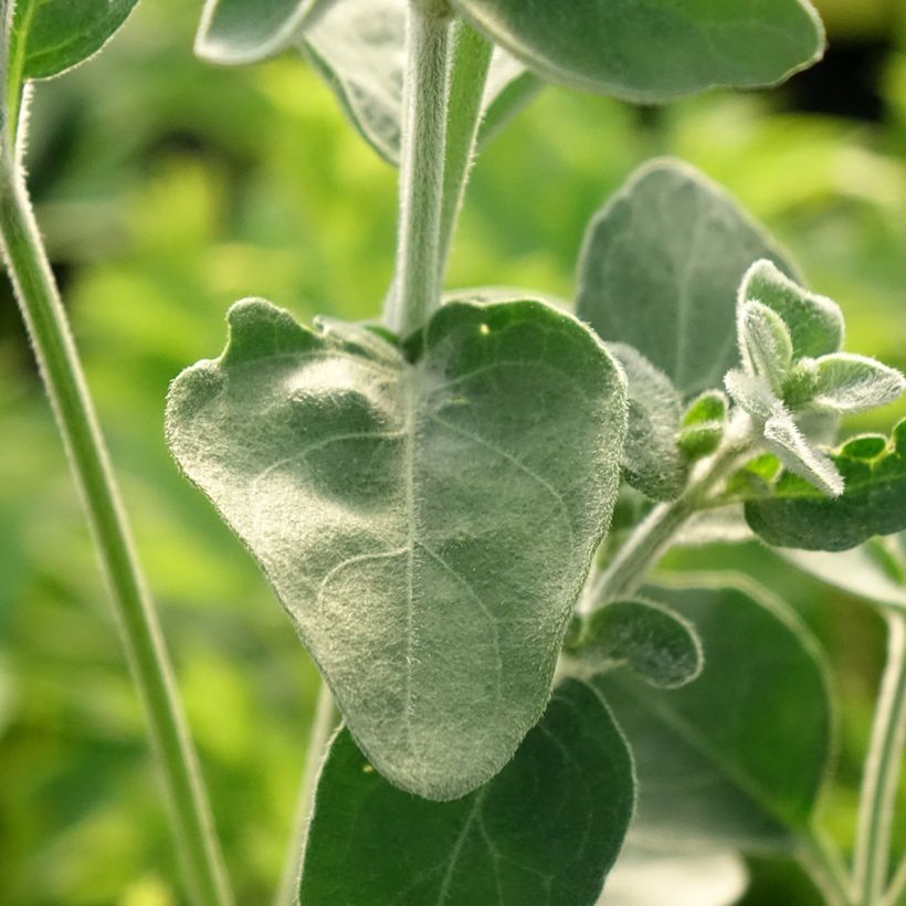 Dicliptera squarrosa (Foliage)