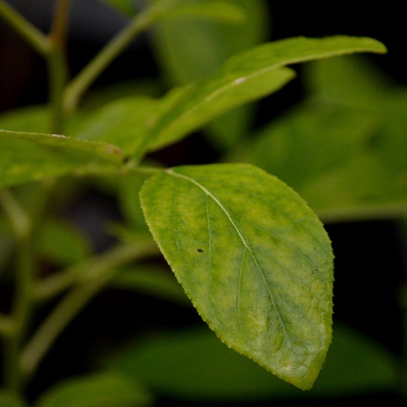 Dictamnus albus - Diptam (Foliage)