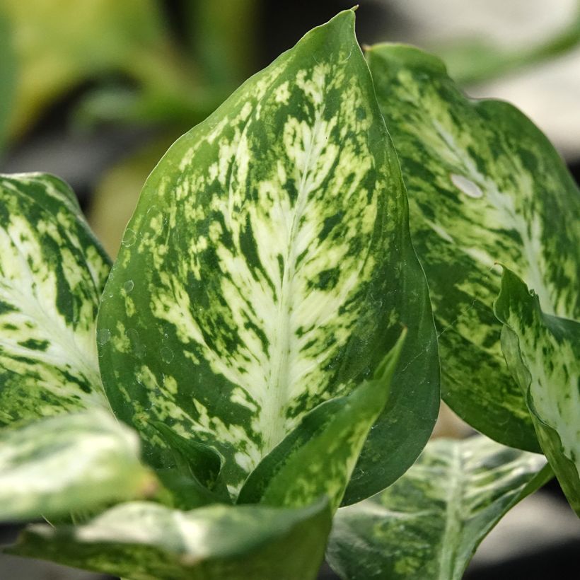 Dieffenbachia maculata Amy (Laub)