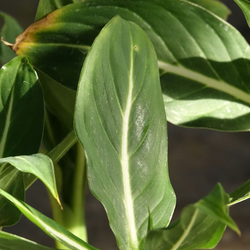 Dieffenbachia Sterling (Laub)