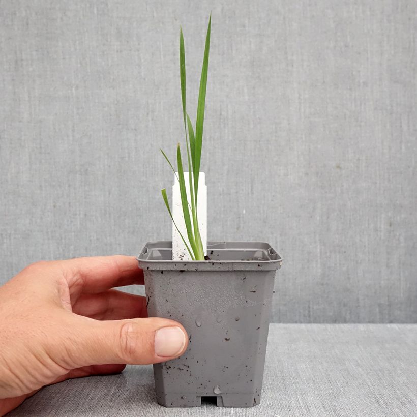 Exemplar von Dierama pulcherrimum Dark Cerise - Trichterschwertel Kleine Töpfe von 8/9 cm wie im Herbst geliefert