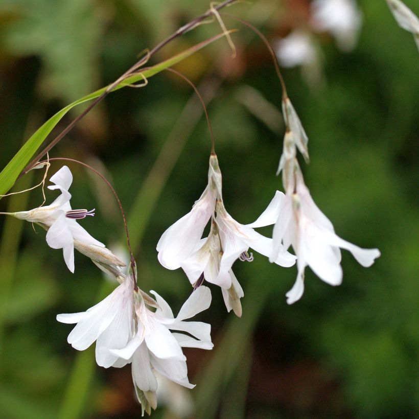 Dierama Guinevere - Trichterschwertel (Flowering)