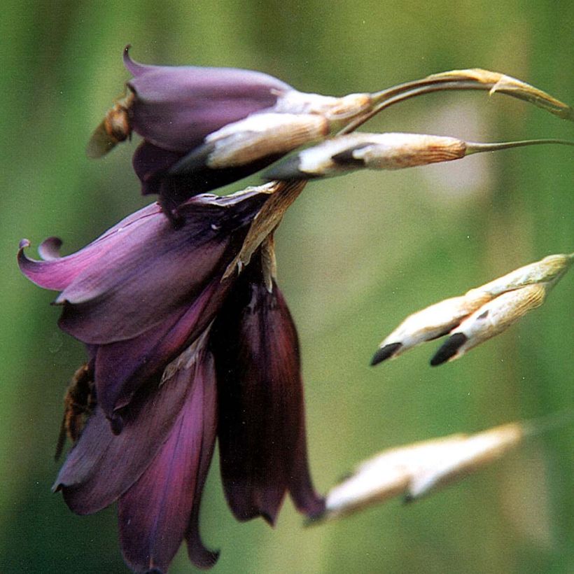 Dierama pulcherrimum Merlin - Trichterschwertel (Flowering)