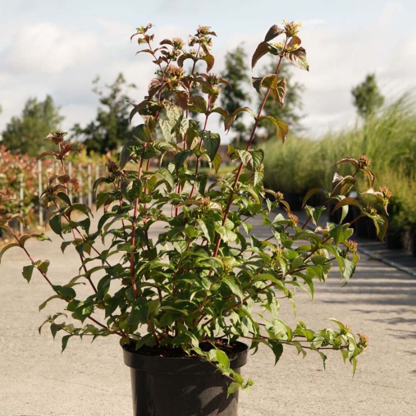 Diervilla Kodiak Black - Buschgeißblatt (Foliage)