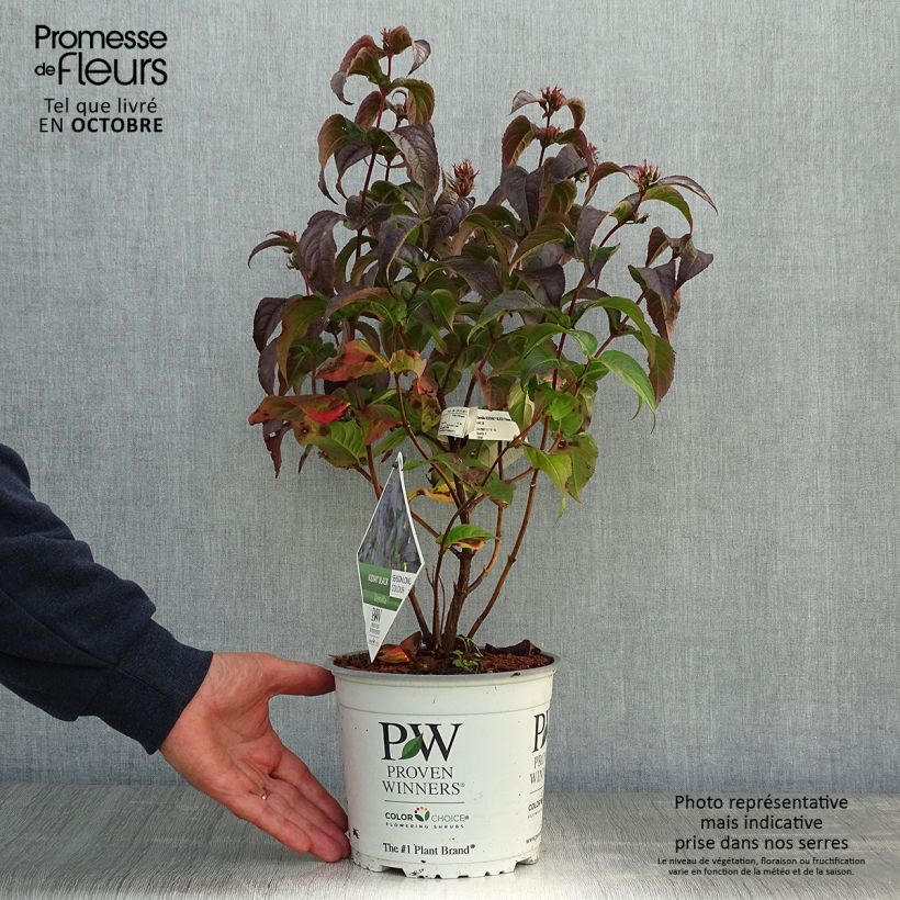 Example of Diervilla Kodiak Black - Buschgeißblatt Topf mit 2L/3L as you get in automne