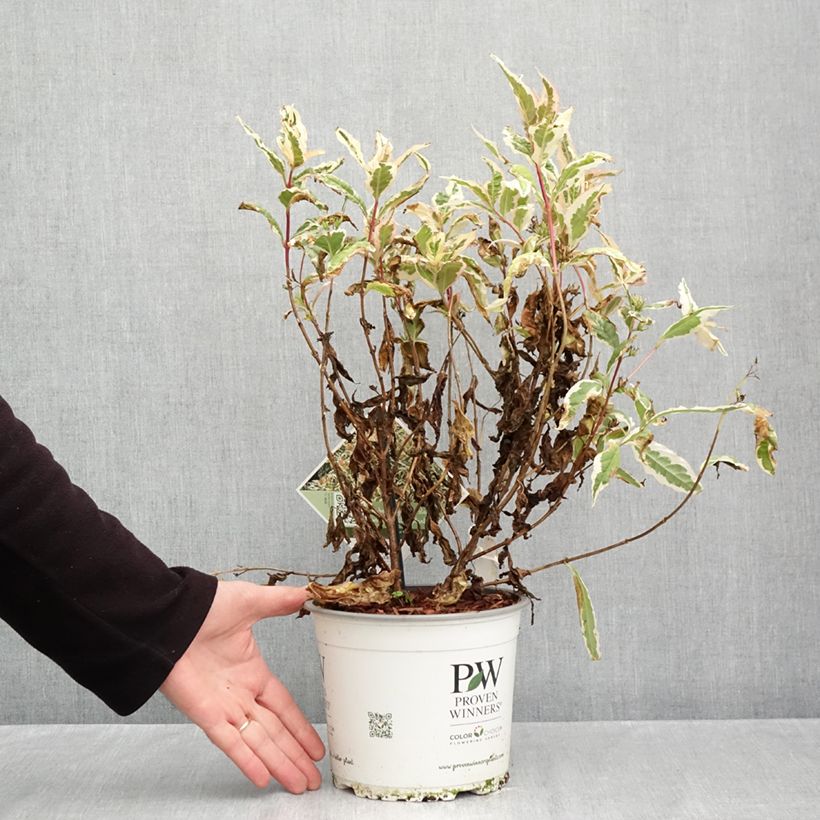 Exemplar von Diervilla Kodiak Mixx - Buschgeißblatt Topf mit 3L/4L wie im Herbst geliefert