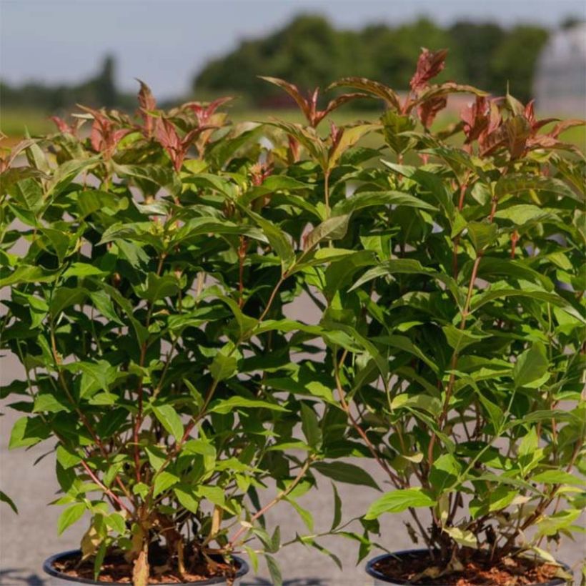 Diervilla Kodiak Orange - Buschgeißblatt (Foliage)