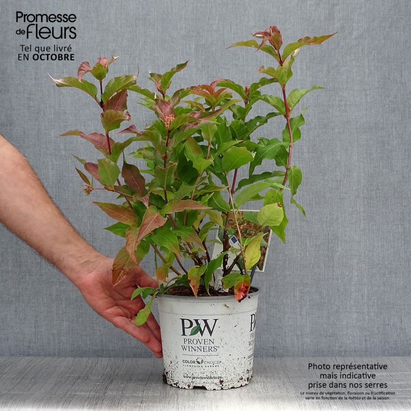 Example of Diervilla Kodiak Orange - Buschgeißblatt Topf mit 2L/3L as you get in automne