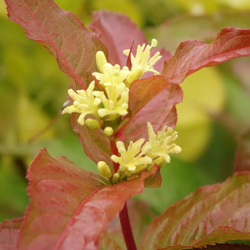 Diervilla Kodiak Orange - Buschgeißblatt (Flowering)