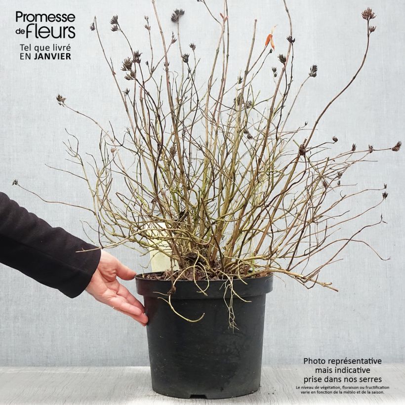 Exemplar von Diervilla rivularis Honeybee - Buschgeißblatt Topf mit 7,5L/10L wie im Winter geliefert