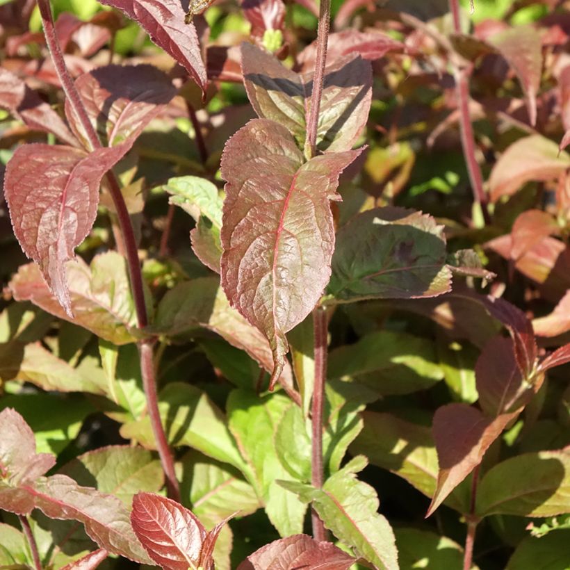 Diervilla rivularis Troja Black - Buschgeißblatt (Foliage)