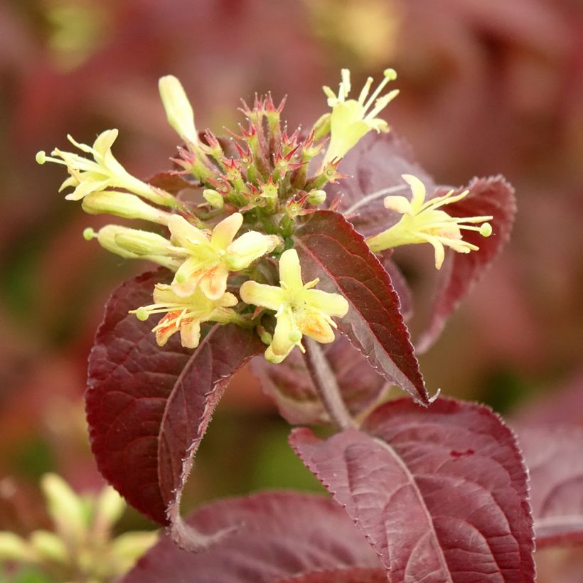 Diervilla rivularis Troja Black - Buschgeißblatt (Flowering)