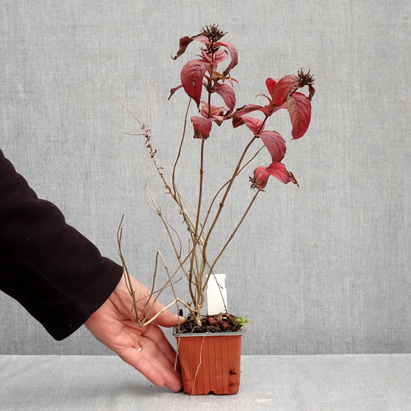 Exemplar von Diervilla rivularis Troja Black - Buschgeißblatt Kleine Töpfe von 8/9 cm wie im Herbst geliefert