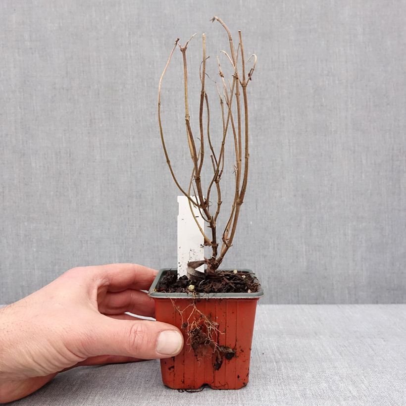 Example of Diervilla rivularis Troja Black - Buschgeißblatt Kleine Töpfe von 8/9 cm as you get in hiver