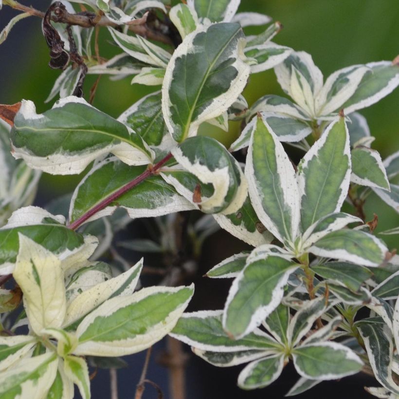 Diervilla sessilifolia Cool Splash - Buschgeißblatt (Foliage)