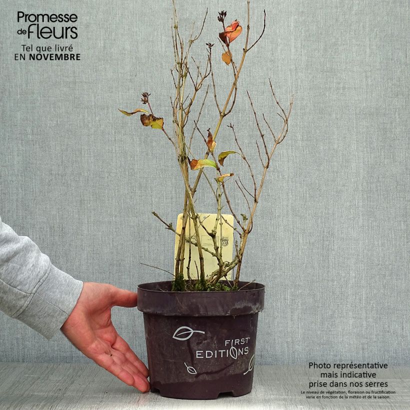 Example of Diervilla sessilifolia Cool Splash - Buschgeißblatt Topf mit 3L/4L as you get in automne
