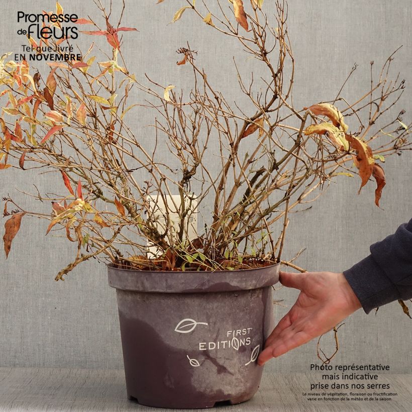 Example of Diervilla sessilifolia Cool Splash - Buschgeißblatt Topf mit 7,5L/10L as you get in automne