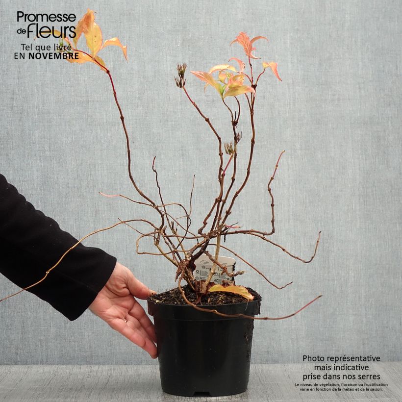 Example of Diervilla splendens - Amerikanische Weigelie Topf mit 2L/3L as you get in automne