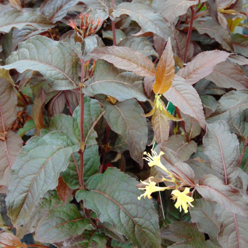 Diervilla splendens Diva - Buschgeißblatt (Foliage)