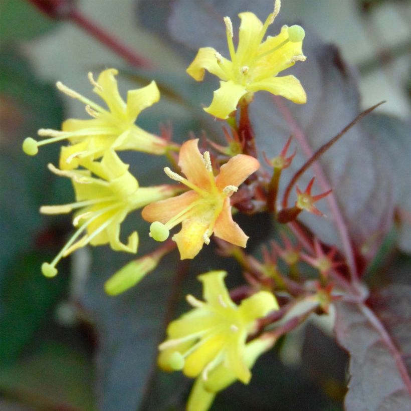 Diervilla splendens Diva - Buschgeißblatt (Flowering)