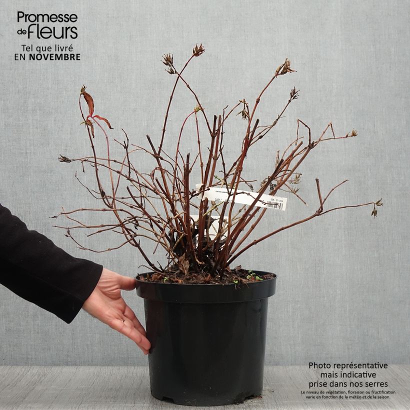 Example of Diervilla splendens Diva - Buschgeißblatt Topf mit 7,5L/10L as you get in automne