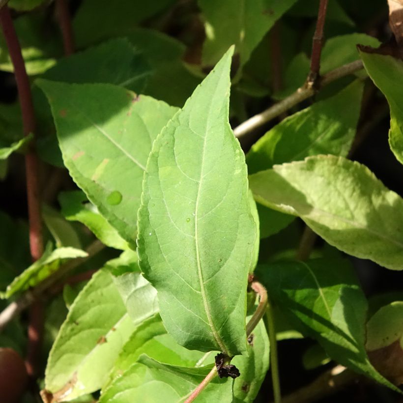 Diervilla Honey Surprise - Buschgeißblatt (Foliage)