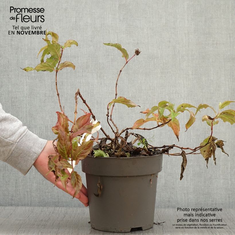 Example of Diervilla Honey Surprise - Buschgeißblatt Topf mit 4L/5L as you get in automne