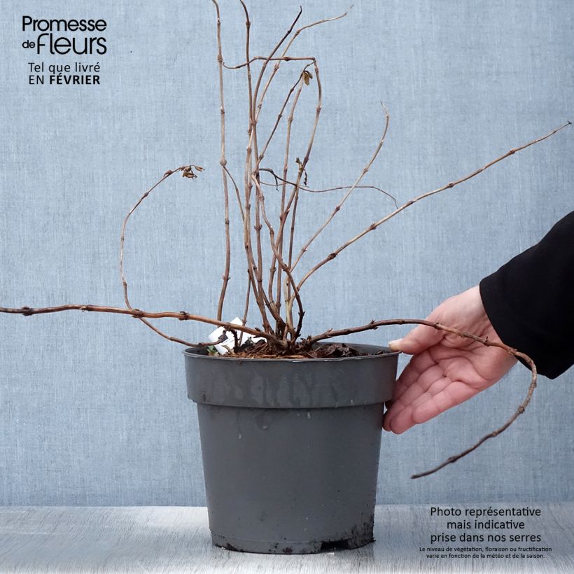 Exemplar von Diervilla Honey Surprise - Buschgeißblatt Topf mit 4L/5L wie im Winter geliefert