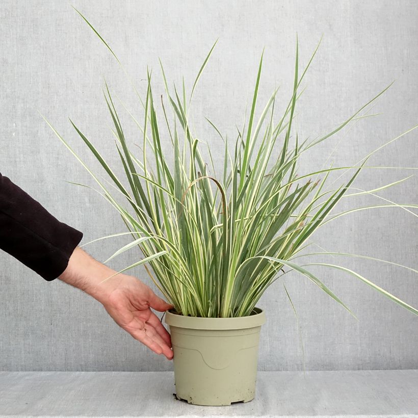 Exemplar von Dietes bicolor Milky Way Topf mit 3L/4L wie im Herbst geliefert