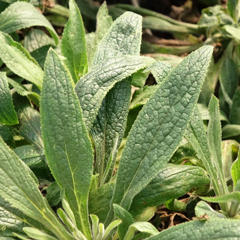 Fingerhut Digiplexis Illumination Raspberry - Digitalis (Laub)