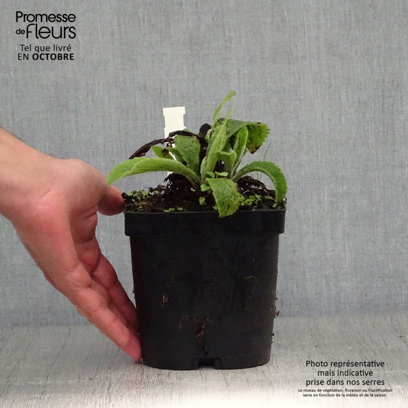 Example of Digitalis mertonensis - Mehrjähriger Fingerhut Topf mit 2L/3L as you get in automne