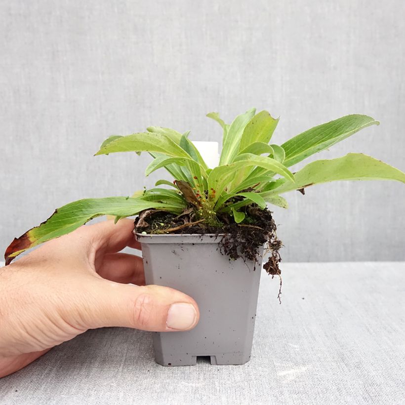 Exemplar von Digitalis parviflora - Kleinblütiger Fingerhut Kleine Töpfe von 8/9 cm wie im Herbst geliefert
