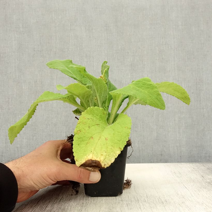 Example of Fingerhut Monstrosa - Digitalis purpurea Kleine Töpfe von 8/9 cm as you get in automne