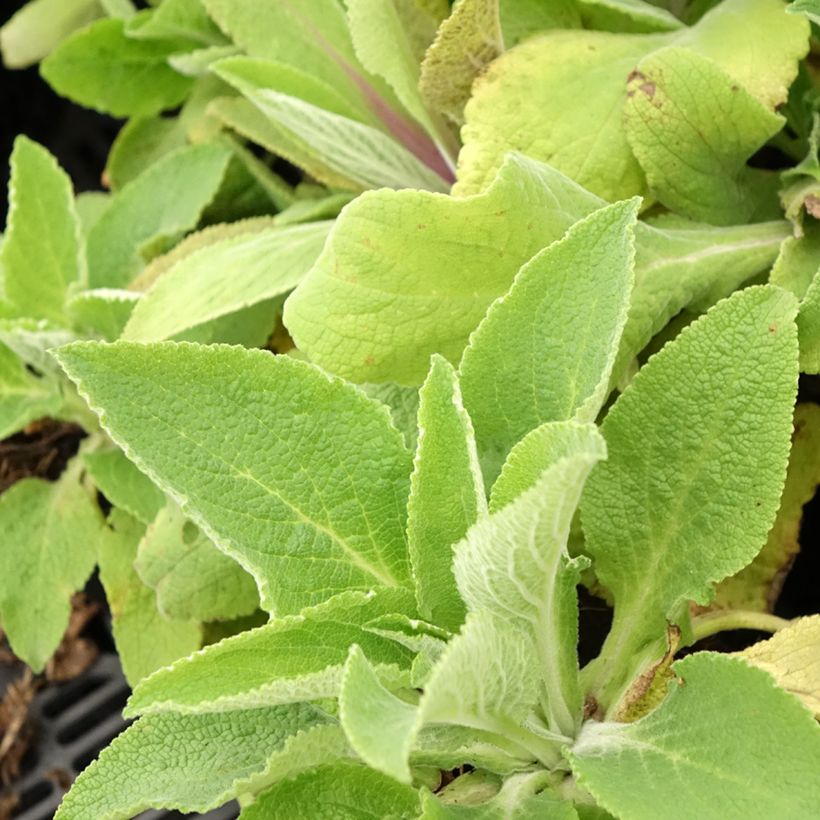 Fingerhut Monstrosa - Digitalis purpurea (Foliage)