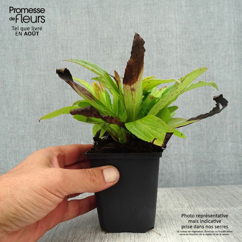 Example of Digitalis ferruginea Gigantea - Rostfarbiger Fingerhut Kleine Töpfe von 8/9 cm as you get in ete