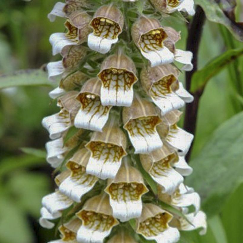 Digitalis lanata Café Crème - Wolliger Fingerhut (Flowering)