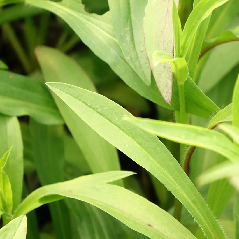 Digitalis lanata Café Crème - Wolliger Fingerhut (Foliage)