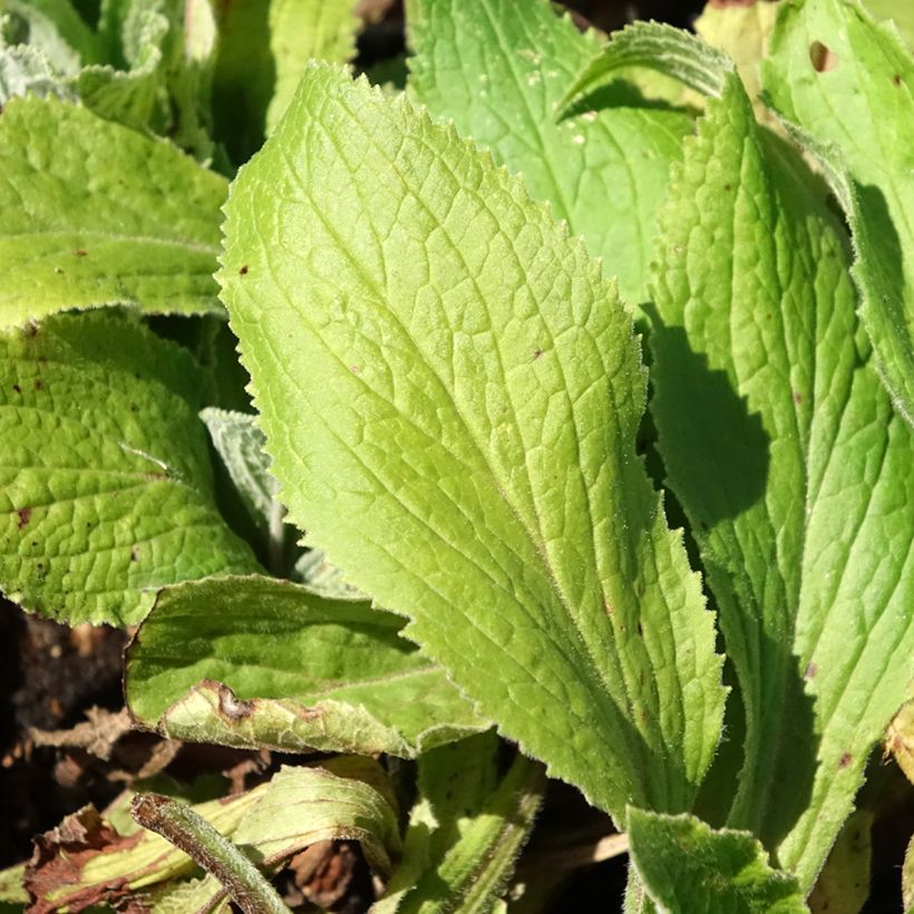 Digitalis mertonensis Summer King - Mehrjähriger Fingerhut (Foliage)