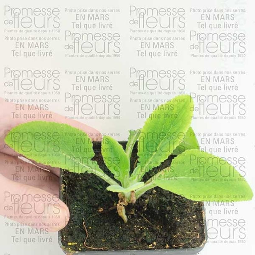 Example of Fingerhut Pam's Split - Digitalis purpurea Kleine Töpfe von 8/9 cm as you get