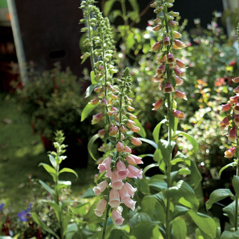 Fingerhut Suttons Apricot - Digitalis purpurea (Flowering)