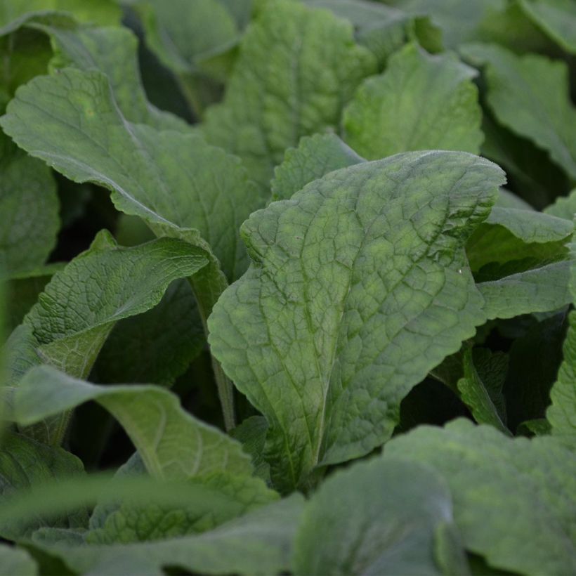 Fingerhut Suttons Apricot - Digitalis purpurea (Foliage)