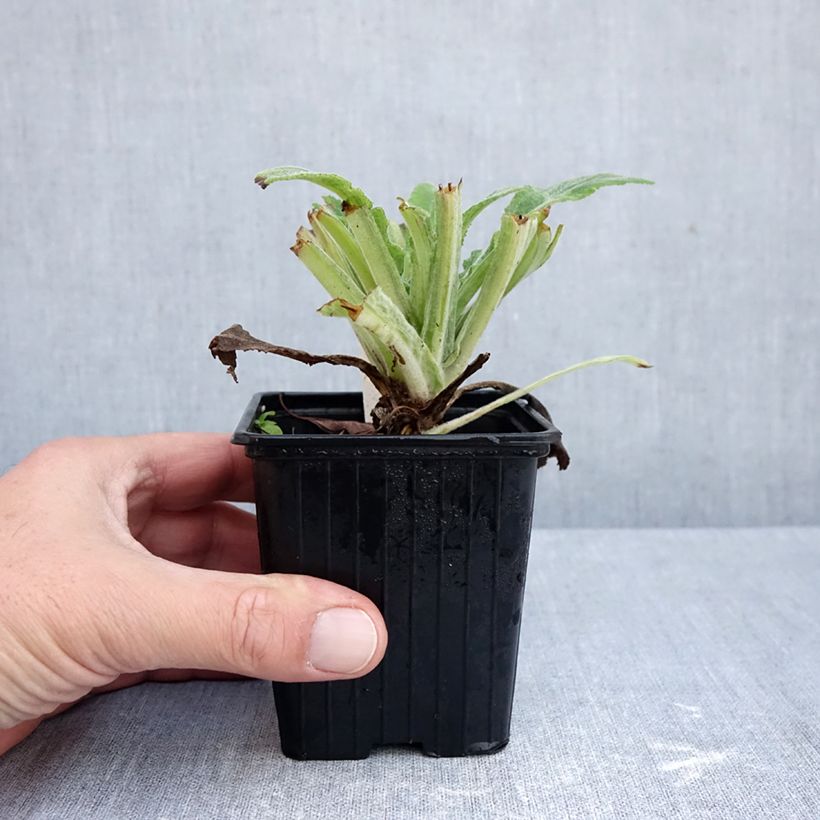 Exemplar von Digitalis Apple Blossom - Digitale Godet de 8/9 cm wie im Herbst geliefert