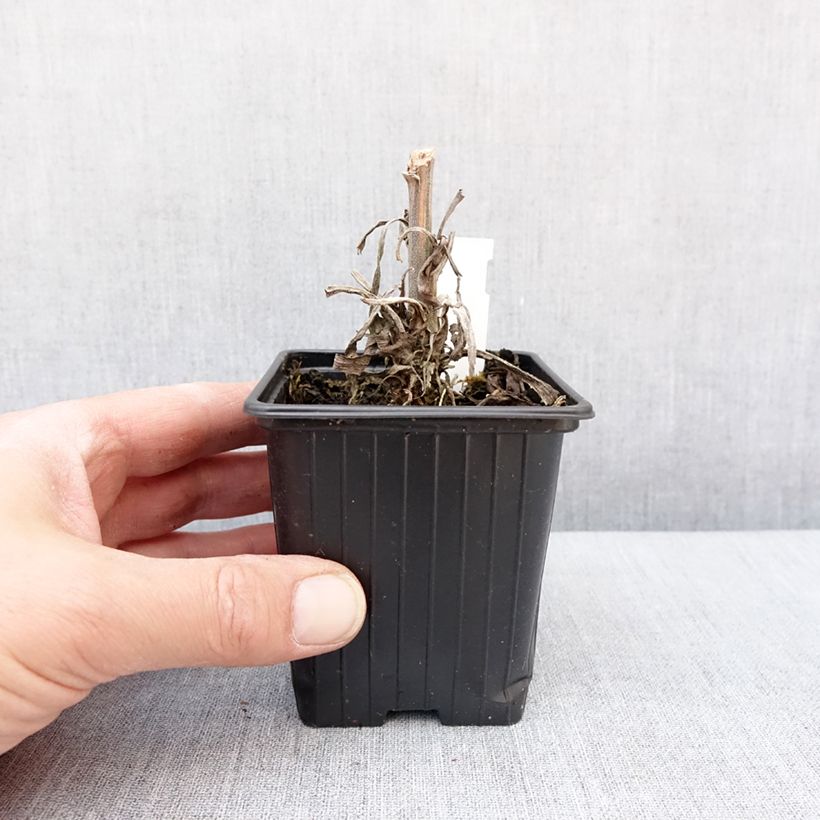 Example of Fingerhut Apple Blossom®  - Digitalis Kleine Töpfe von 8/9 cm as you get in hiver