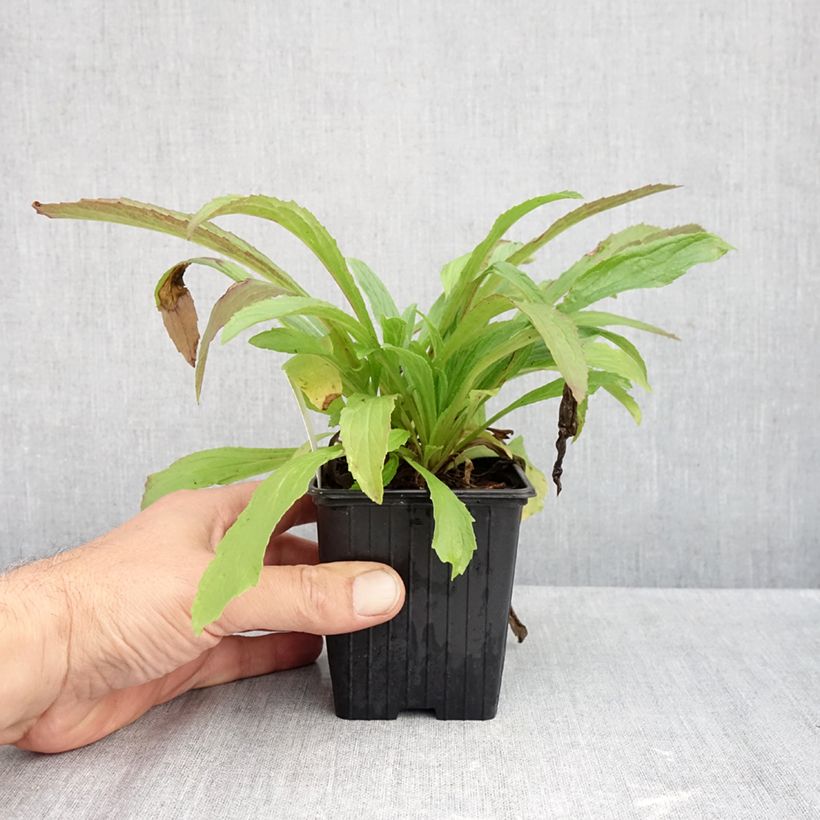 Exemplar von Digitalis Glory of Roundway - Fingerhut Kleine Töpfe von 8/9 cm wie im Herbst geliefert