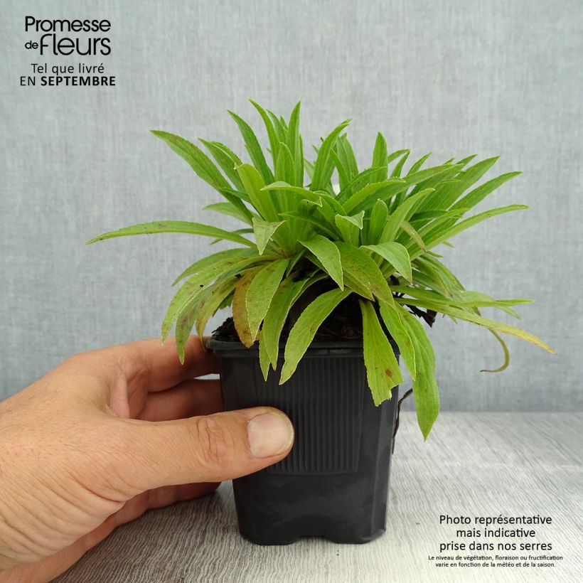Example of Digitalis Glory of Roundway - Fingerhut Kleine Töpfe von 8/9 cm as you get in ete